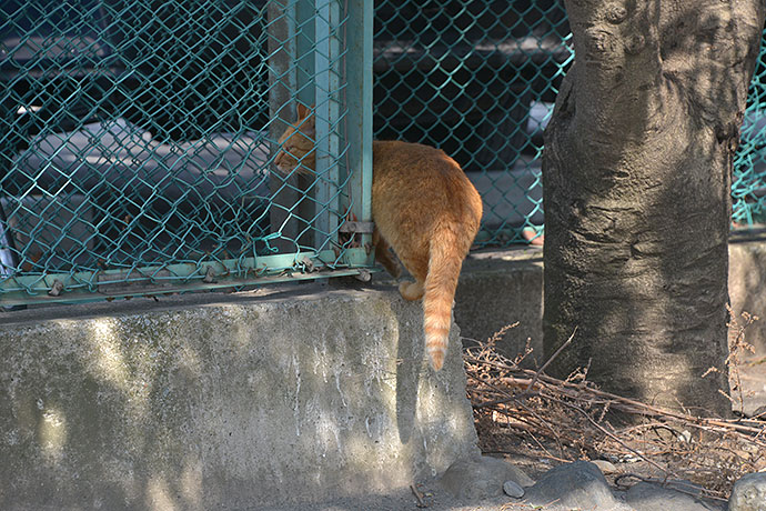 太田区のねこ