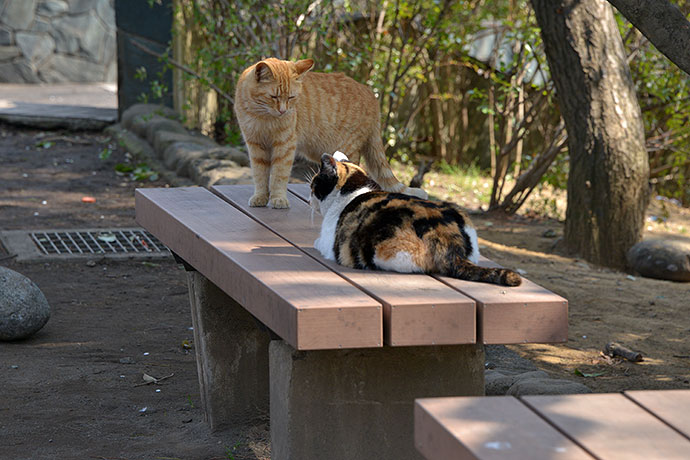 太田区のねこ