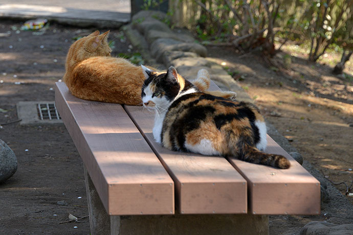 太田区のねこ