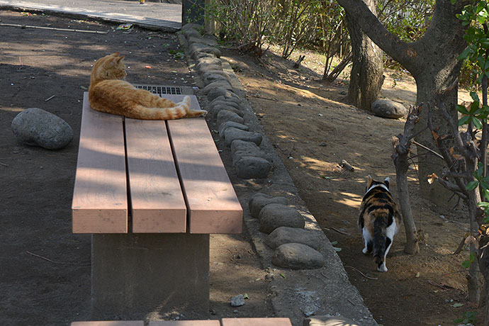 太田区のねこ