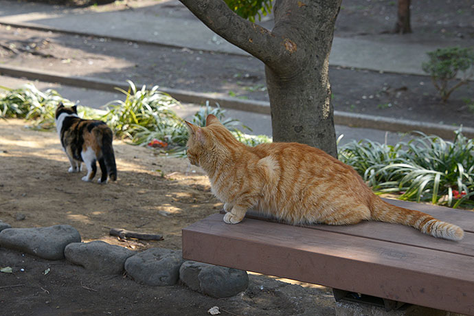 太田区のねこ