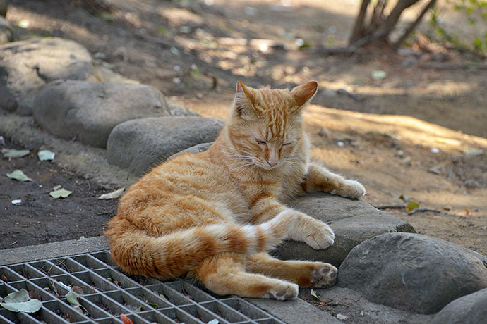 太田区のねこ