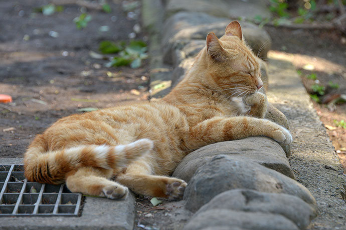 太田区のねこ
