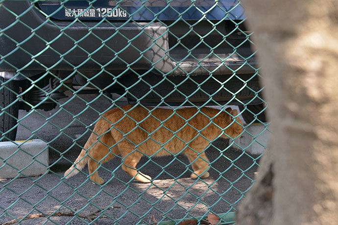太田区のねこ