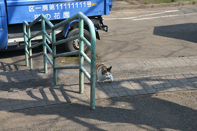 太田区のねこ