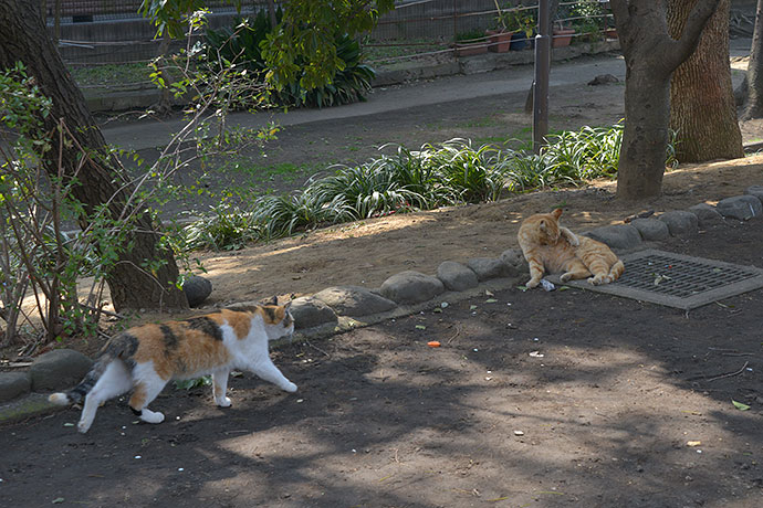 太田区のねこ