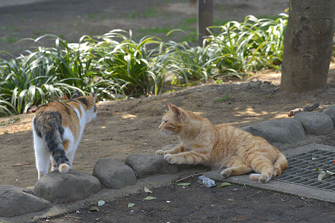 太田区のねこ