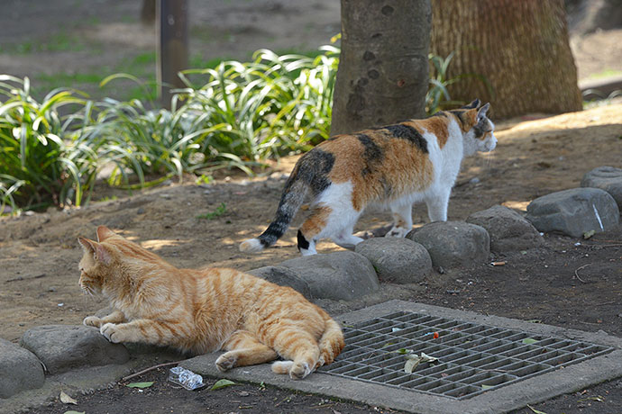 太田区のねこ