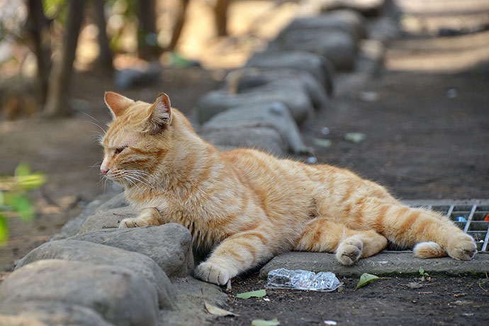 太田区のねこ