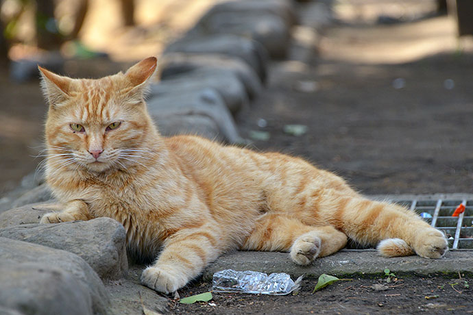 太田区のねこ