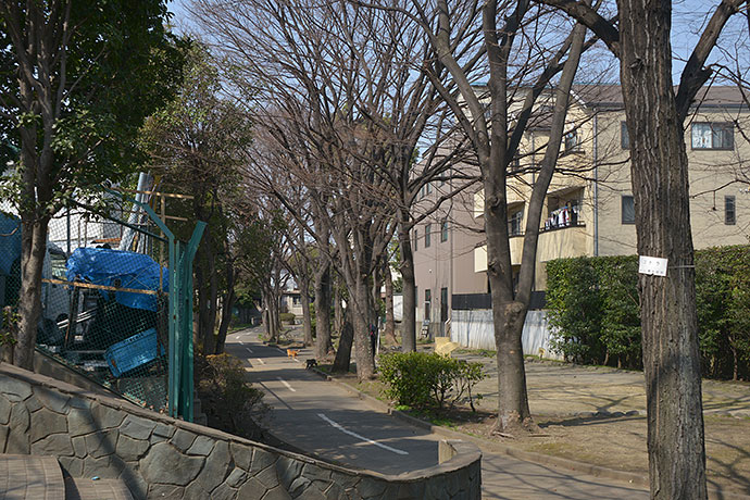 太田区のねこ