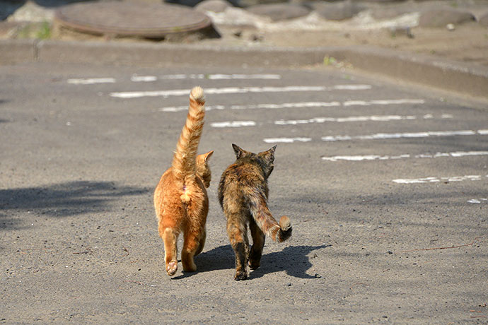 太田区のねこ