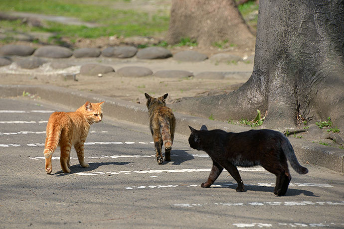 太田区のねこ