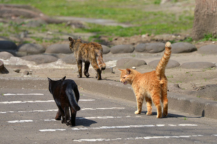 太田区のねこ