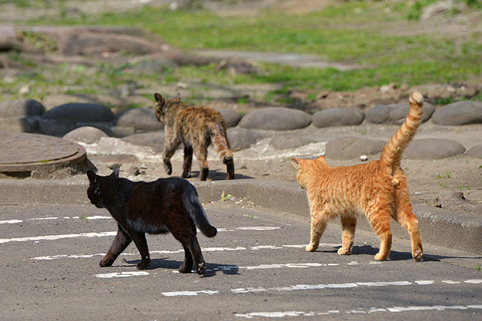 太田区のねこ