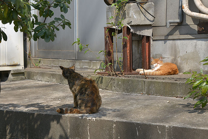 太田区のねこ