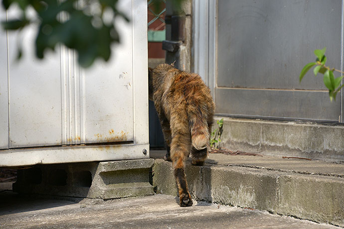 太田区のねこ