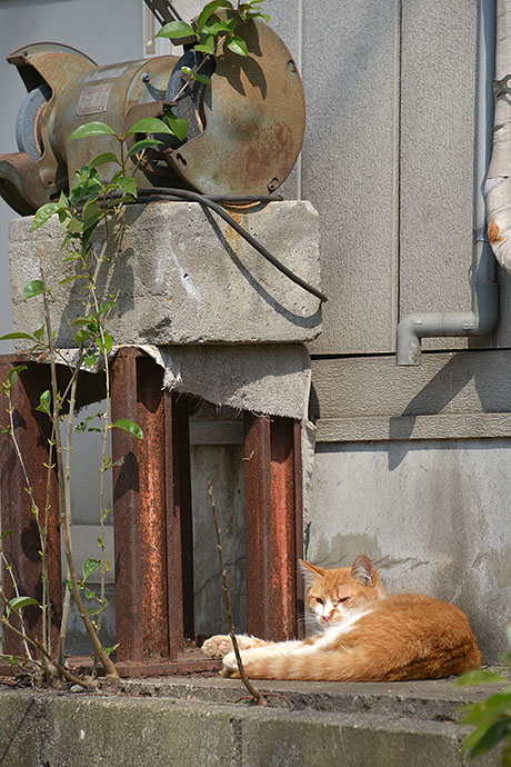 太田区のねこ