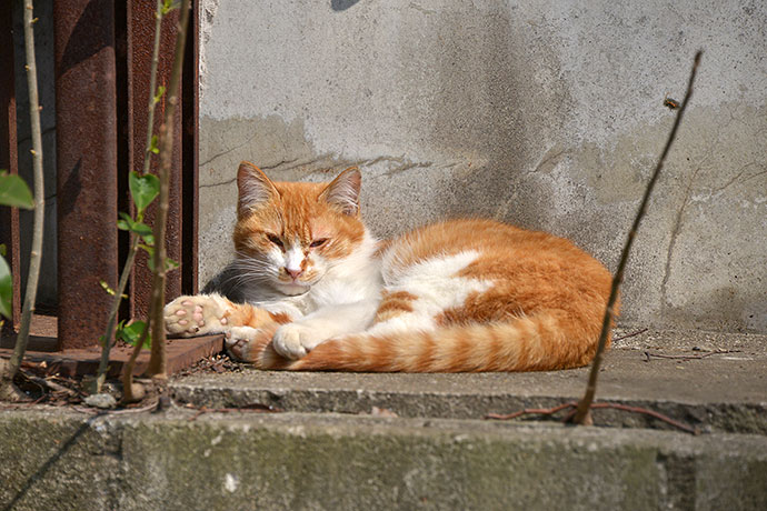 太田区のねこ
