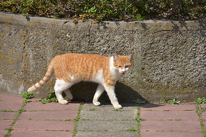 太田区のねこ