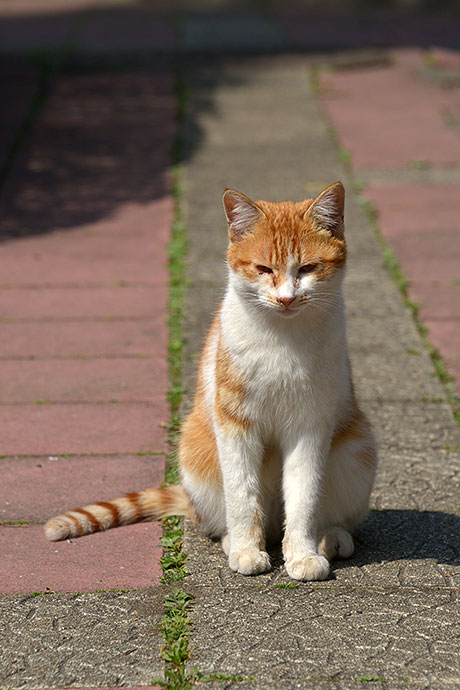 太田区のねこ