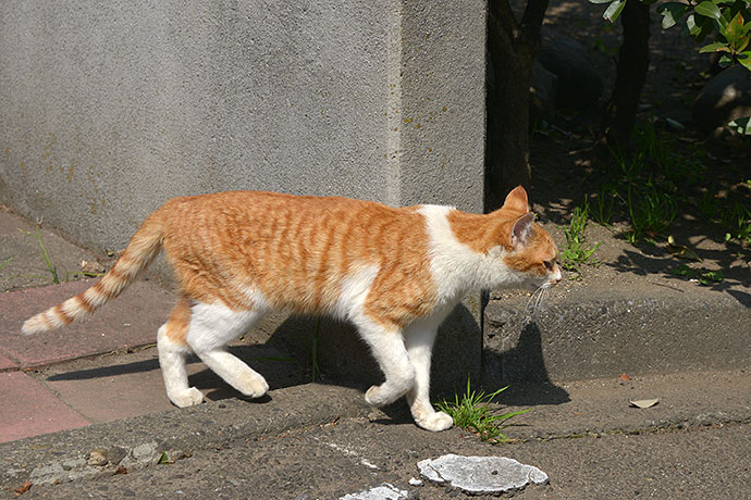 太田区のねこ