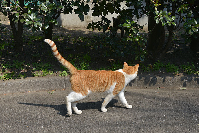 太田区のねこ