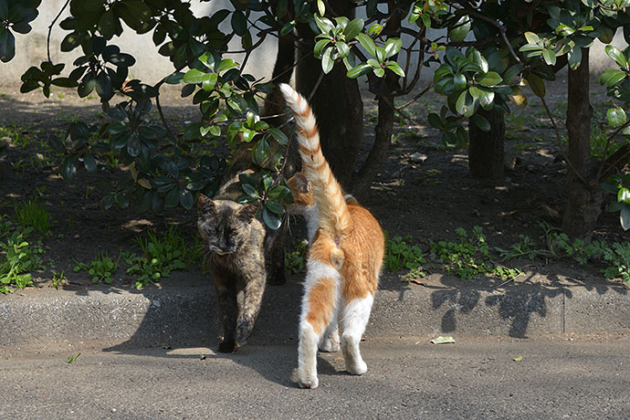 太田区のねこ