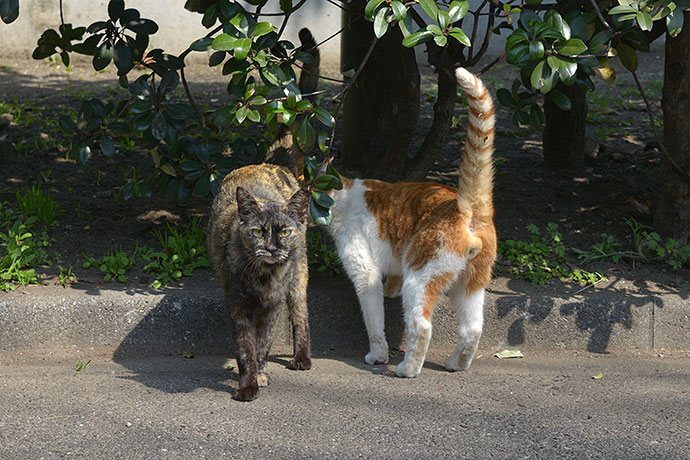 太田区のねこ