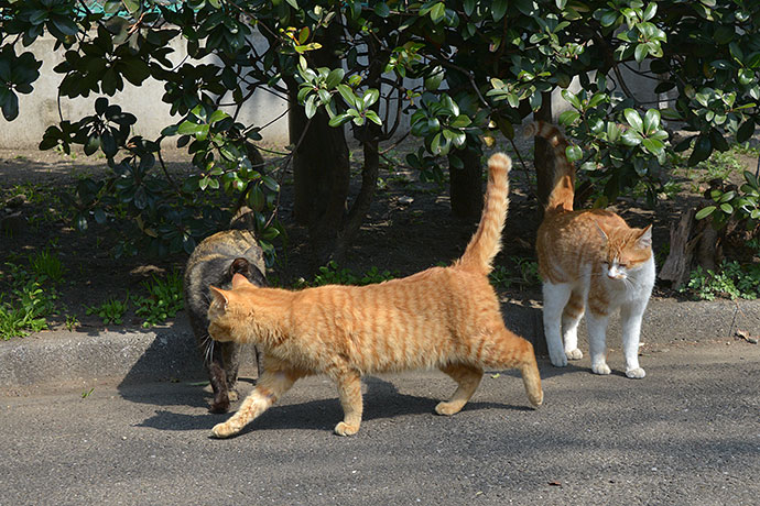 太田区のねこ