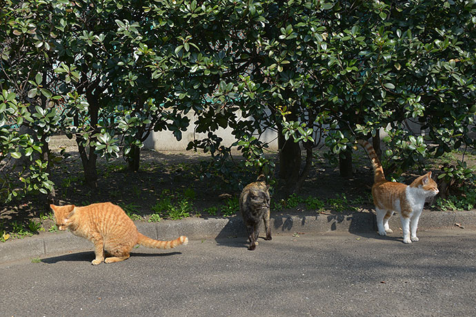 太田区のねこ