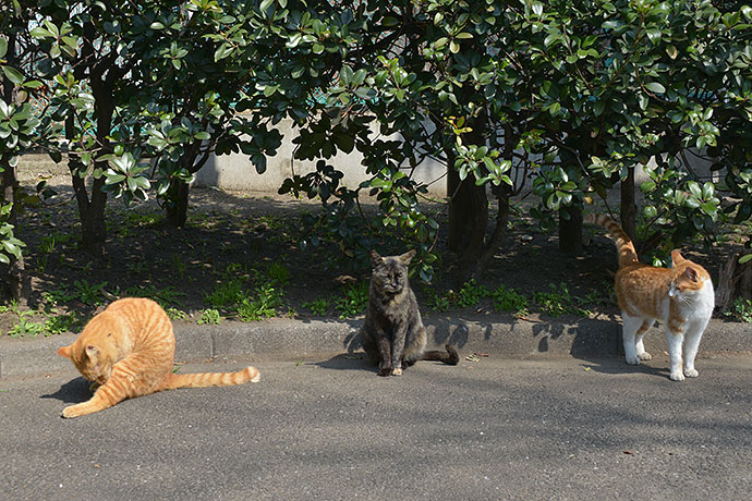太田区のねこ