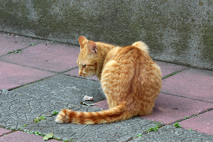 太田区のねこ