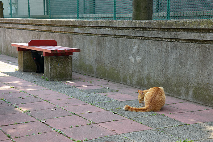 太田区のねこ