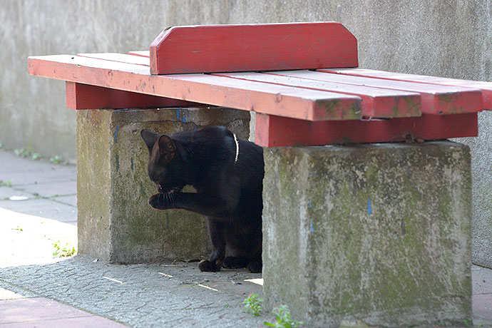 太田区のねこ