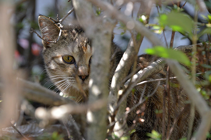 太田区のねこ