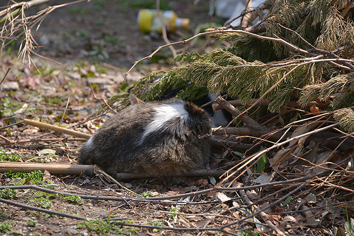太田区のねこ
