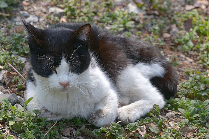 太田区のねこ