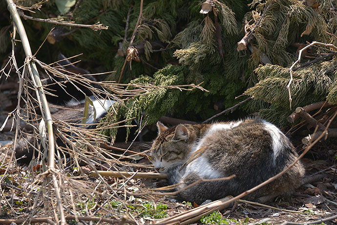 太田区のねこ