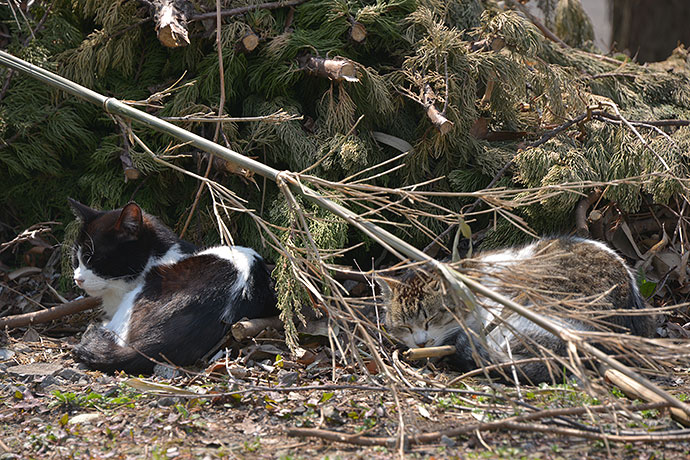 太田区のねこ