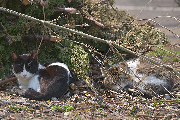 太田区のねこ