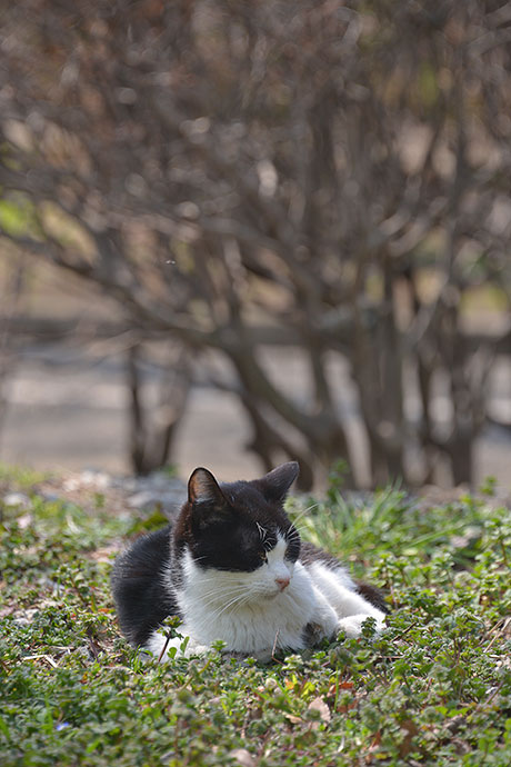 太田区のねこ