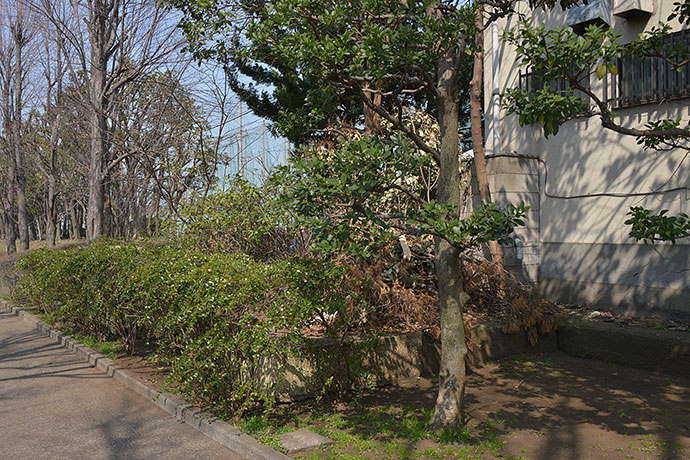 太田区のねこ