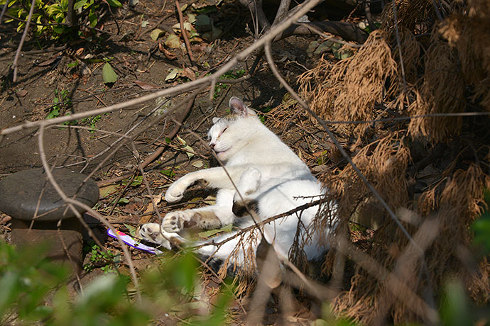 太田区のねこ