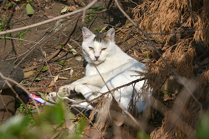 太田区のねこ