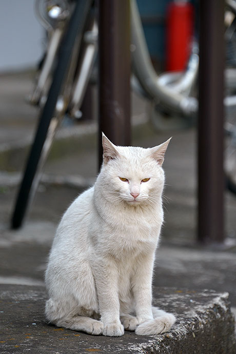 太田区のねこ