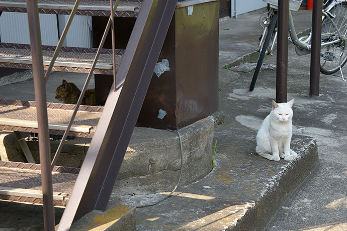 太田区のねこ
