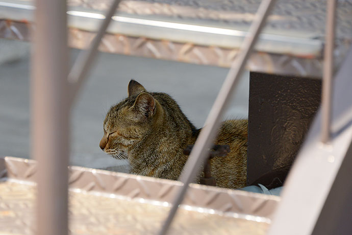 太田区のねこ