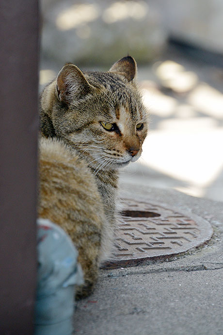 太田区のねこ