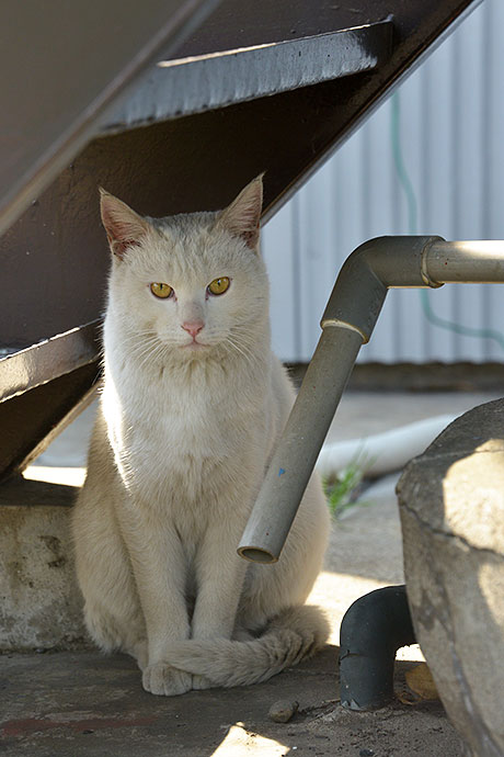 太田区のねこ